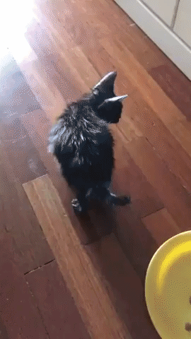 When a new guy comes in hood in animals gifs