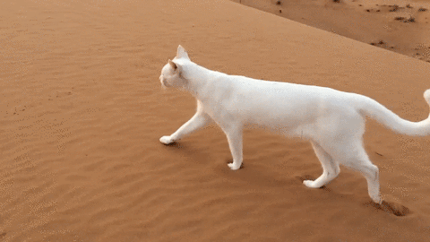 gato caminando en el desierto