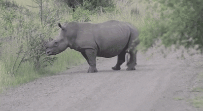 Rhino GIF - Find & Share on GIPHY