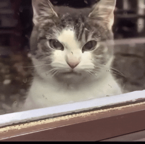 Angry Cat