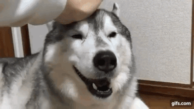 Siberian Husky is Happy When Being Rubbed Massage Cute