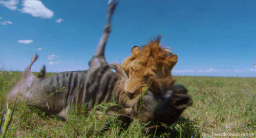 Big Cats Lion GIF By Head Like An Orange Find Share On GIPHY Big Cats Lion GIF By Head Like An Orange Find Share On GIPHY
