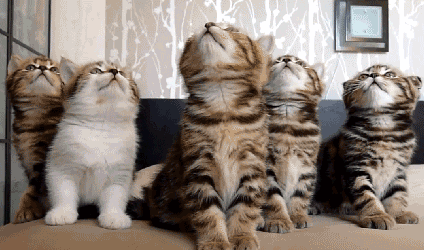 cats kittens mesmerized