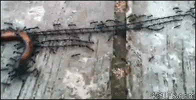 200.gif