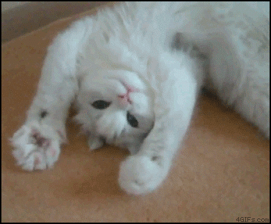 Beautiful Cat  GIFs  Find Share on GIPHY