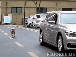 Dont litter hooman in dog gifs