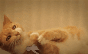 Image result for cat vs paper army gif