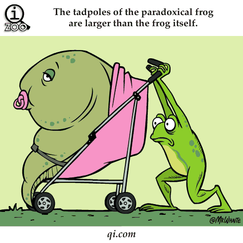 frog (171) Animated Gif on Giphy