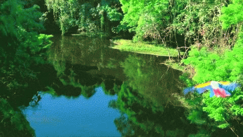 Amazonie et sa forêt le lieu improbable pour baiser