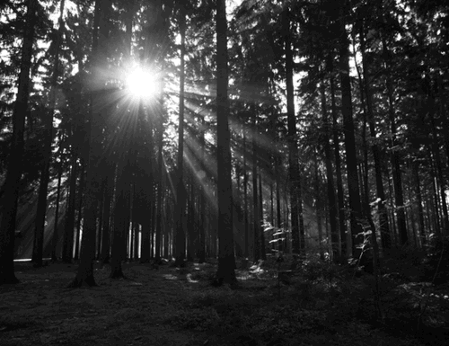 forest black and white vintage effect forest light