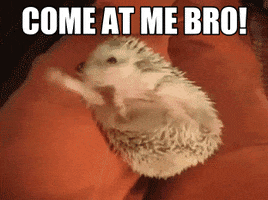 Hedgehog Come At Me Bro GIF - Find  Share on GIPHY
