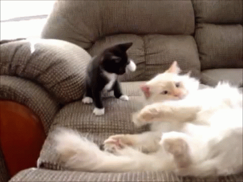 Cat Humor #5