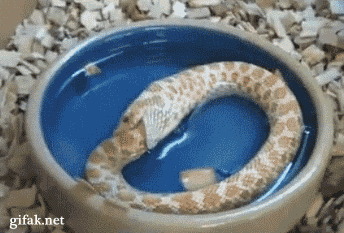Image result for snake getting eaten gif
