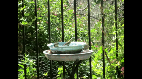 Bird Bath GIF - Find & Share on GIPHY