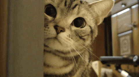 Sorry Cat GIFs - Find & Share on GIPHY