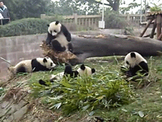 panda animated GIF
