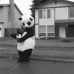 Panda Dancing GIF - Find & Share on GIPHY