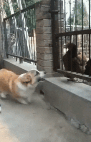 giphy.gif
