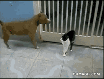 Chat VS Chien Giphy