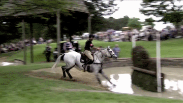Equestrian GIF - Find & Share on GIPHY