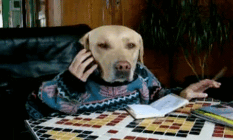 dog phone human thinking studying
