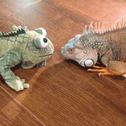 What Are You Looking At Iguana GIF - Find & Share on GIPHY
