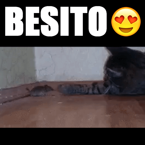 imagenes gif,imagenes graciosas, las mejores imagenes, imagenes graciosas, chistes, risas