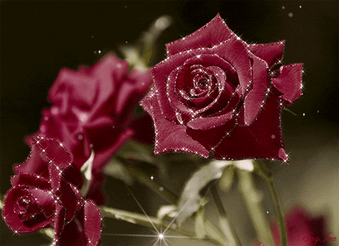 Rose GIF - Find & Share on GIPHY