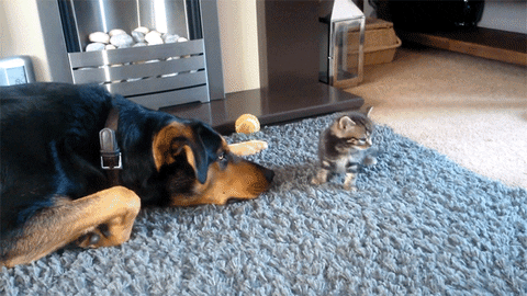 adorable nudge