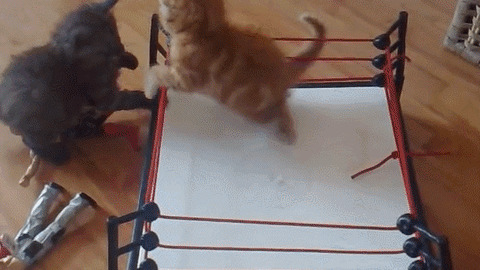 Title Match funny Gif