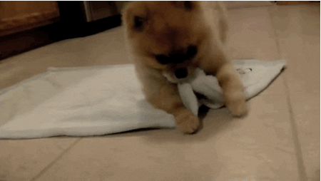Safe For Work Puppy GIF - Find & Share on GIPHY