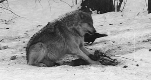 Animated GIF - Find & Share on GIPHY