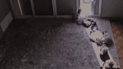 Timelapse Cat GIF - Find & Share on GIPHY