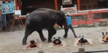 giphy.gif