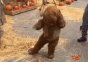 giphy.gif