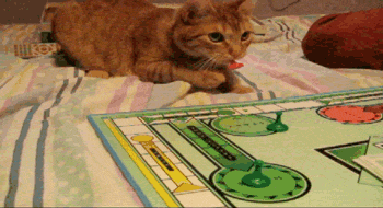 cat cute kitten sorry board games