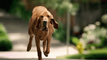 https://media.giphy.com/media/FTd0gBWeEMPZK/200.gif