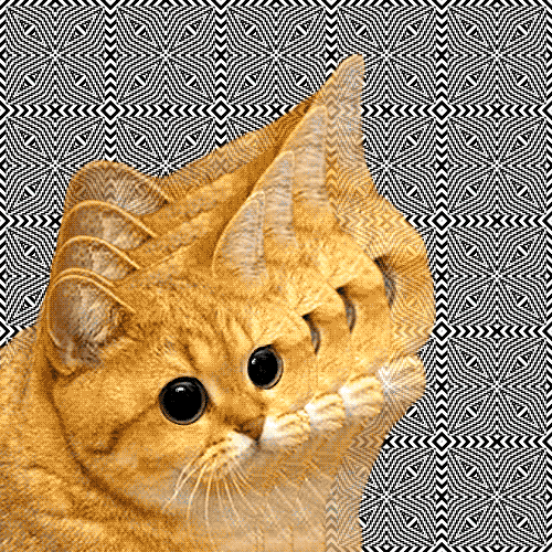 Orange Cat GIF Find & Share on GIPHY