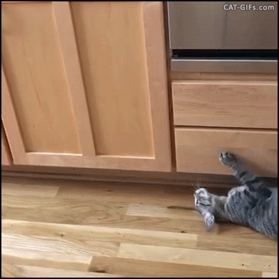 Cat Kitchen GIF - Find & Share on GIPHY