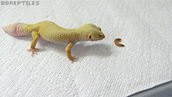 leopard gecko gif geckos reptiles giphy gifs