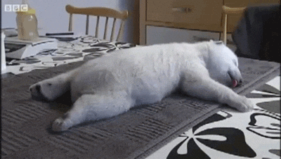Sleeping Bear GIFs - Find & Share on GIPHY