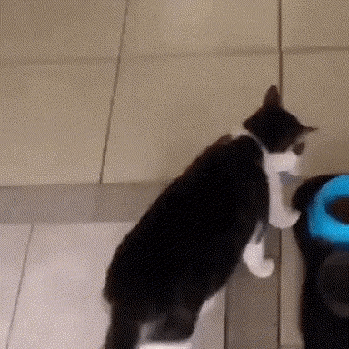 Catto wants to feed his toy in cat gifs