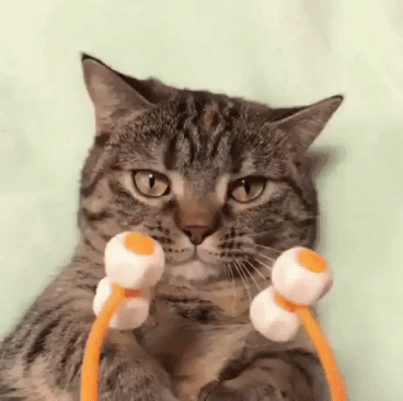 Cat Massage in animals gifs