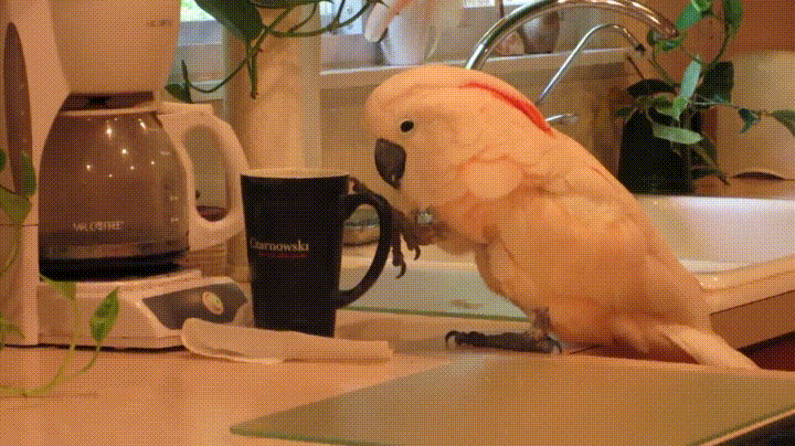 Good Morning Coffee Cups Gifs Tenor Good Morning Coffee Cups Gifs Tenor