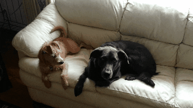 Dog GIF - Find & Share on GIPHY