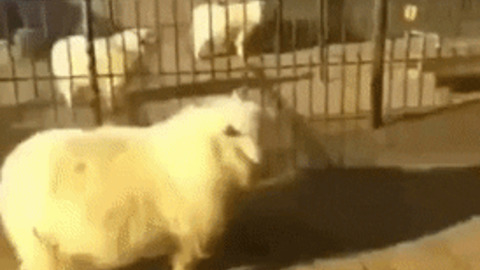 Kung fu sheep