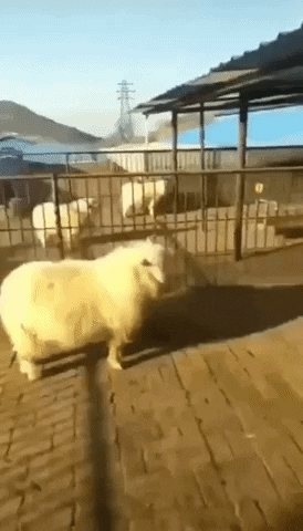 Kung fu sheep in funny gifs