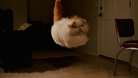 cat flying wind air floating