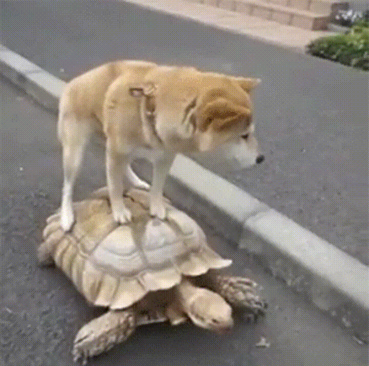 Image result for taxi animal gif