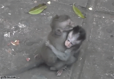 funny baby monkey gif